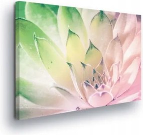 Vászonkép 80x60 Pozsgás makro természet finomság pasztell frissesség nyugalom