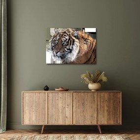 Tigris képe (70x50 cm)