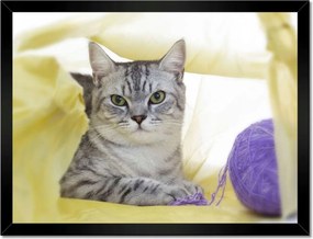 Poszterek keretben 40x30 Cica Cicák