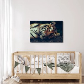 Kép - Szibériai tigris (90x60 cm)
