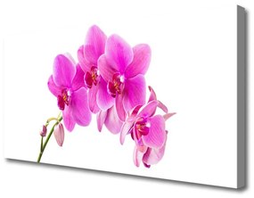 Vászonkép Orchidea virág orchidea 100x50 cm
