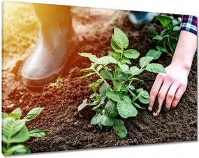 Képek 100x70 Gyomok eltávolítása a földről