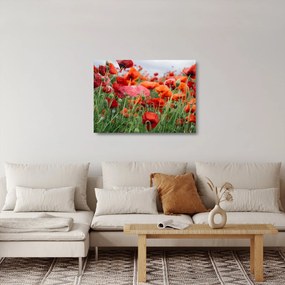 Egy kép a pipacs mezőről (üvegen) (70x50 cm)