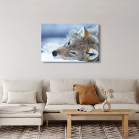 Kép - Farkas (90x60 cm)
