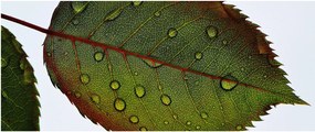 Kép - Rózsalevél (120x50 cm)