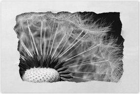 Poszterek 60x40 Pitypang Virág Virágok