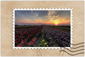 Poszterek 90x60 Nyugat a virágmezőn