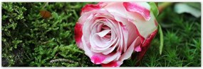 Poszterek 200x66 Rózsa Virág Virágok Rózsa