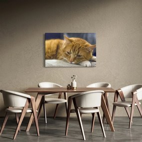 Macska képe (90x60 cm)