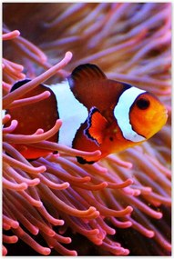 Poszter 60x90 Narancssárga hal Rafa