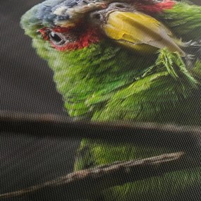 Papagáj képe (70x50 cm)