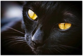 Poszterek 185x125 Cica CicĂĄk MacskĂĄk