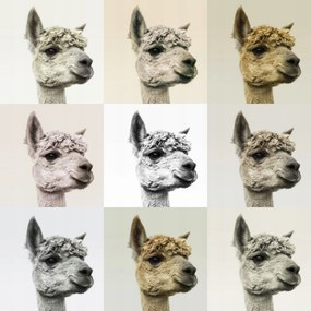 Poszter 70x70cm Kollázs alpakkákkal különböző színekben, Assaf Frank