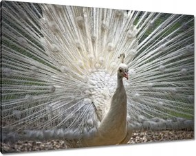 Vászonkép 100x70 Madarak