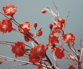 Poszter 60x50cm Bíbor Tavasz