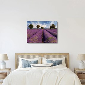 Kép - Levendula mező és hegyek (70x50 cm)