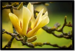 Poszterek keretben 60x40 Virágok