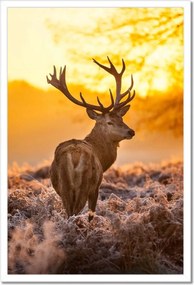 Poszterek keretben 40x60 Szarvas napfelkeltekor