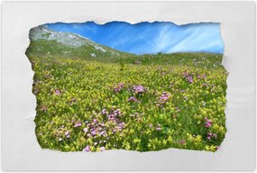 Poszterek 90x60 Alpesi rét