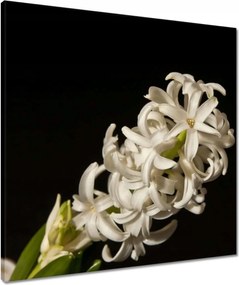 Vászonkép 60x60 Fehér virág