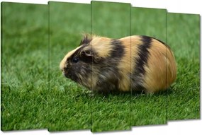 Vászonkép 150x95 Tengerimalac