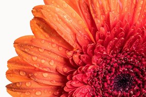 Öntapadó fotótapéta narancssárga gerbera víz csepekkel
