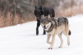 Művészeti fotózás Wild Wolves, canis lupus, in the Canadian Rockies, Colleen Gara, (40 x 26.7 cm)