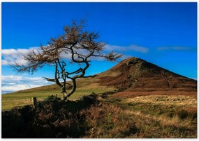 Poszterek 100x70 Elpusztíthatatlan fa