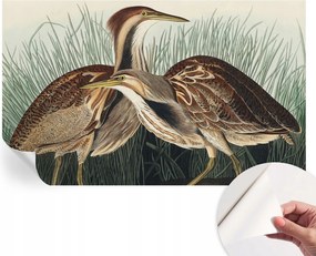 Divatos öntapadós fali tapéta Madarak realisztikus 416x254 cm