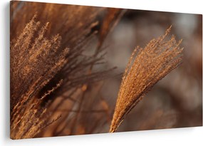 Kép - Cortaderia (90x60 cm)