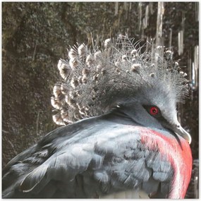 Poszterek 100x100 Színes madár