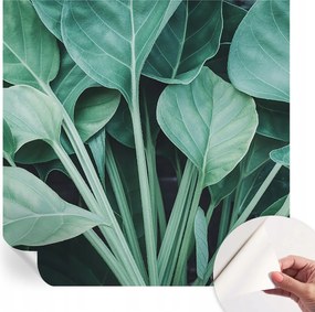 Öntapadós fali fotótapéta Hálószobába Zöld természet 250x250 cm