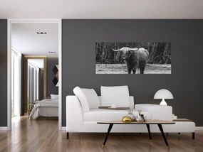 Kép - Skót tehén (120x50 cm)