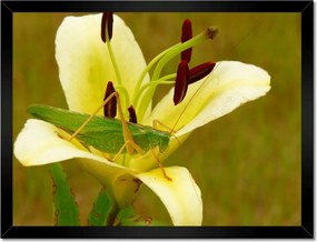 Poszterek keretben 40x30 Állatok