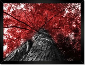 Poszterek keretben 40x30 mamutfenyő Magas fa