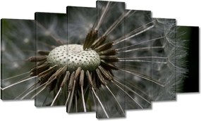 Képek 140x80 Pitypang belülről