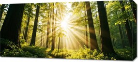 Vászonkép 90x40cm Hálószoba Nappaliba Panoráma Erdő