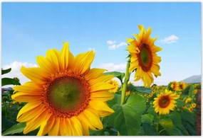 Poszterek 185x125 Napraforgók Égbolt