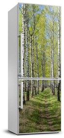 Hűtő matrica Nyírfa erdő FridgeStick-70x190-f-102231208