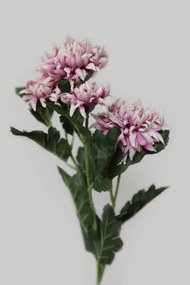 Rózsaszín-fehér rojtos krizantém 70cm