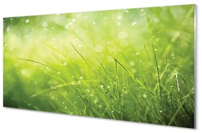 Akrilkép Grass harmat csepp 125x50 cm