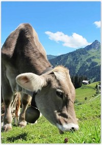 Poszterek 70x100 Alpesi tehenek