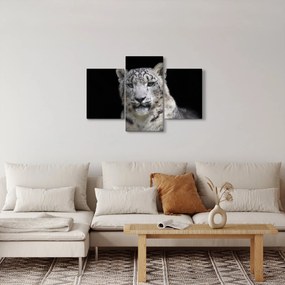 Kép - Snow Leopard (90x60 cm)