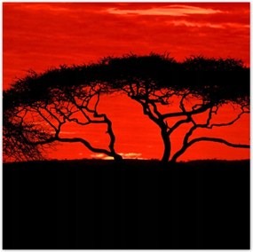 Poszterek 30x30 Akác Afrikában