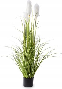 Nagy zöld fű dekoratív növény egy cserépben