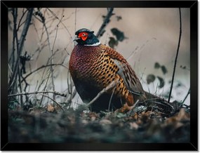 Poszterek keretben 40x30 Fácán a természetben Madarak