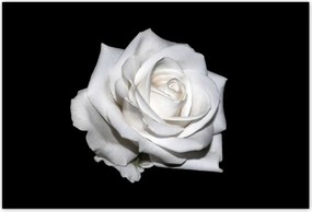 Poszterek 155x105 Rózsa Virág Virágok Rózsa