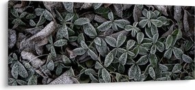 Kép - Fagyasztott növények (120x50 cm)