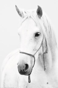 XXL poszter Horse - White Horse, (80 x 120 cm)
