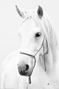 XXL Poszter Horse - White Horse